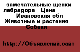 замечательные щенки лабрадора › Цена ­ 25 000 - Ивановская обл. Животные и растения » Собаки   